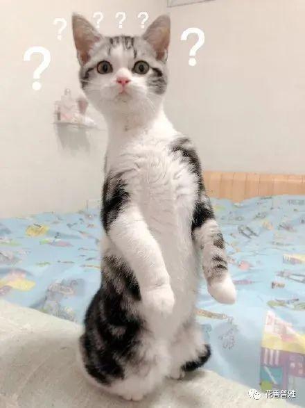 娱乐吃瓜酱社恐猫咪